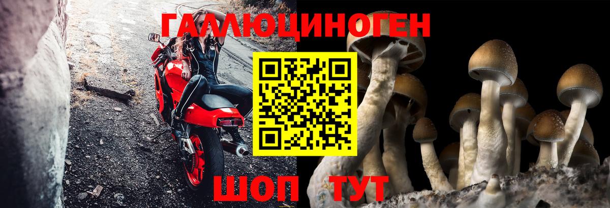 Псилоцибиновые грибы мицелий  Вход с VPN  Омск  Галлюциногенные грибы Psilocybine cubensis 